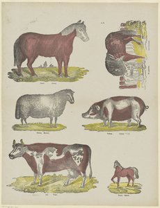 Animals