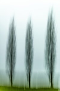 Three Serene Trees