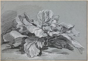 Study of a Cabbage