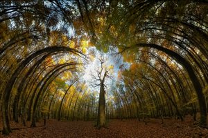 Autumn Forest Tunnel