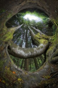 Enchanted Forest Roots