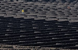 Volcanic Vineyard Worker