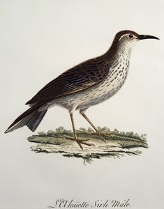 Cape Longbill male (Certhilauda curvirostris), engraving from Histoire Naturelle des Oiseaux d
