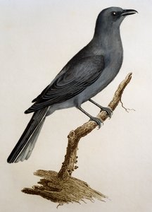 Grey Cuckooshrike (Coracina caesia)