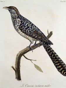 Male Coucou tachirou, engraving from Histoire Naturelle des Oiseaux d