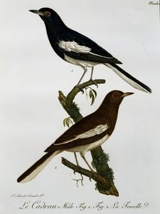 Male and female of Oriental Magpie-robin (Copsychus saularis), engraving from Histoire Naturelle des Oiseaux d