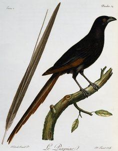 Piapiac (Ptilostomus afer), engraving from Histoire Naturelle des Oiseaux d
