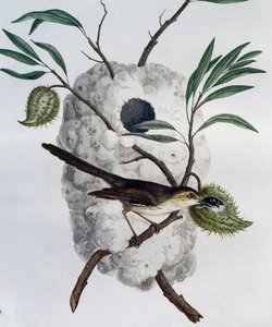 Tawny-flanked Prinia (Prinia subflava)