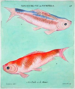 Chinese Goldfish