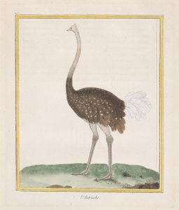 Ostrich by Francois Nicolas Martinet