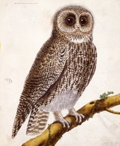 Owl (from 