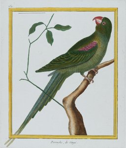 Perruche, de Gingi, c.1770-86
