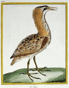 Bittern. Engraving by Francois Nicolas Martinet in: Histoire naturelle des oiseaux, by Georges Louis Leclerc de Buffon, France, c.1777 by Francois Nicolas Martinet