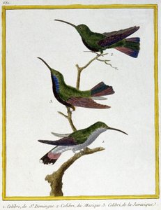 Hummingbird of Santo Domingo, Mexico and Jamaica. Engraving by Francois Nicolas Martinet in: Histoire naturelle des oiseaux, by Georges Louis Leclerc de Buffon, France, c.1777 by Francois Nicolas Martinet