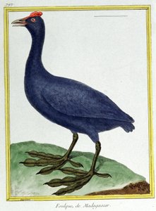 Red knobbed coot (of Madagascar). Engraving by Francois Nicolas Martinet in: Histoire naturelle des oiseaux, by Georges Louis Leclerc de Buffon, France, c.1777 by Francois Nicolas Martinet