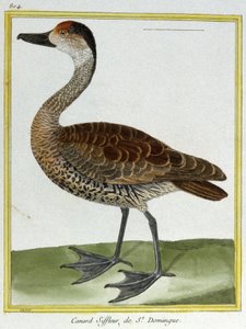 Science. Zoology. Wigeon of Santo Domingo. Engraving by Francois Nicolas Martinet in: Histoire Naturelle des Oiseaux, by Georges Louis Leclerc de Buffon, France by Francois Nicolas Martinet