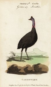 Southern cassowary, Casuarius casuarius by Francois Nicolas Martinet