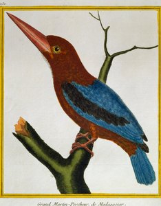 White-throated Kingfisher by Francois Nicolas Martinet