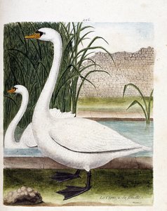Zoological board (ornithology): in front: the swan and behind its female (tuber swan or cygnus olor). Illustration in 