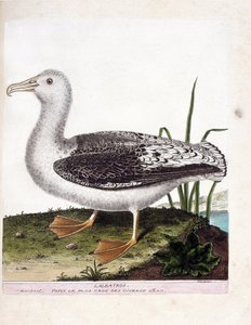 Zoological chart (ornithology): Albatros. Illustration in 