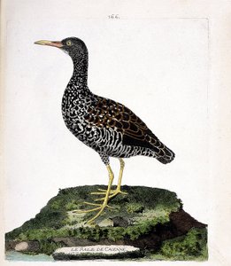 Zoological chart (ornithology): Caienne