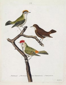 Zoological chart (ornithology). From top to bottom: roitelet (triple bandage or regulus ignicapilla), troglodyte (cute troglodyte or troglodyte) and roitelet of hottentots (ruby crown) on a branch. Illustration in 