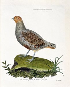 Zoological chart (ornithology): The gray partridge of France, male. Illustration in 