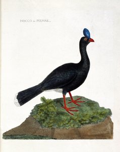 Zoological chart (ornithology): The hocco or stone (Hocco a stone or pauxi pauxi). Illustration in 