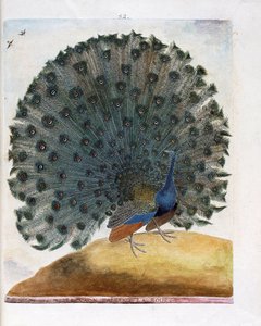 Zoological chart (ornithology): The peacock making the wheel (blue peacock or Pavo cristatus). Illustration in 