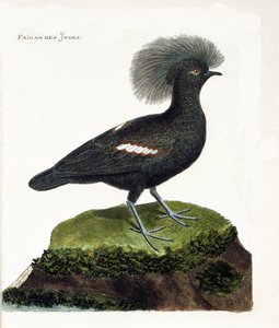 Zoological chart (ornithology): The pheasant of India (goura crown or goura cristata). Illustration in 