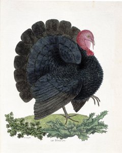 Zoological chart (ornithology): Turkey (domestic turkey or Melaeagris gallopavo). Illustration in 