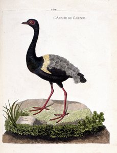 Zoological chart (ornithology): caienne agami (trumpet agami or psophia crepitans). Illustration in 