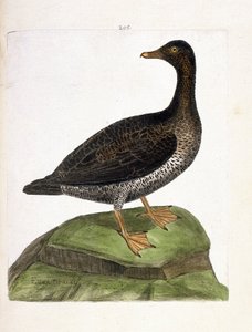 Zoological chart (ornithology): female eider. Illustration in 