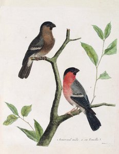 Zoological Chart (Ornithology): From Bottom to Top: Male and Female Bouvreil (Peony Bouvreil or Pyrrhula Pyrrhula) on a Branch. Illustration in The History of the Birds, Painted in Their Appearing and Sensitive Aspects by Francois Nicolas Martinet (1731 by Francois Nicolas Martinet