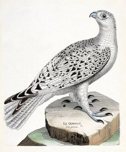 Zoological chart (ornithology): gerfault (falco rusticolus). Illustration in 