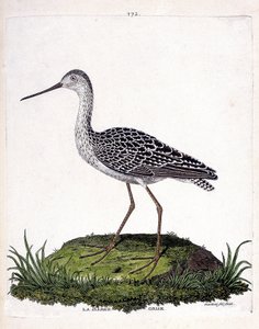 Zoological Chart (Ornithology): Grey Barge (Red Barge or Limosa Lapponica). Illustration in 
