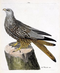 Zoological chart (ornithology): male Milan (royal or milvus milvus). Illustration in “The History of the Birds, Painted in Their Appearing and Sensitive Aspects”