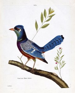 Zoological chart (ornithology): male siam jay (blue jay or cyanocitta cristata) on a branch. Illustration in “The History of the Birds, Painted in Their Appearing and Sensitive Aspects”