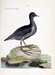 Zoological chart (ornithology): male waterhen (gallinula chloropus). Illustration in 