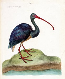 Zoological chart (ornithology): nigritie