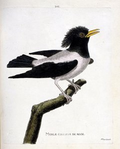 Zoological chart (ornithology): pink blackbird (reddish starling or sturnus roseus) on a branch. Illustration in 
