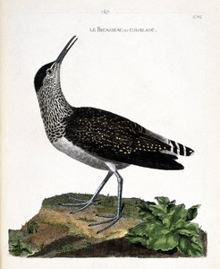 Zoological chart (ornithology): the beak or cul-blanc (white butt, culblanc knight or Tringa ochropus). Illustration in 