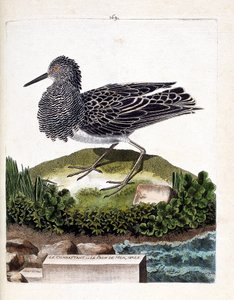 Zoological Chart (Ornithology): The Fighter or the Male Sea Peacock (Fighter Varies or Philomachus Pugnax). Illustration in 