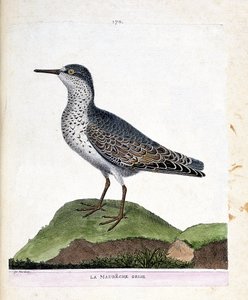 Zoological chart (ornithology): the grey maubeche. Illustration in 