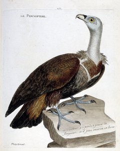 Zoological chart (ornithology): the percnoptere (fawn vulture or fulvus gyps). Illustration in 
