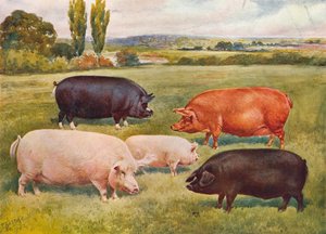 Breeds of pigs, c1902-c1910