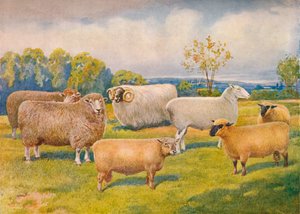 Breeds of sheep, c. 1902-1910