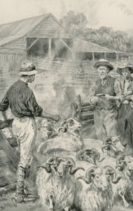 A Sheep Station on Canterbury Plains