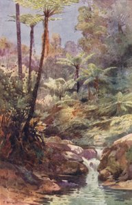 Tree Ferns by Frank H Wright