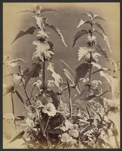 Floral Study by Frank Mason Good